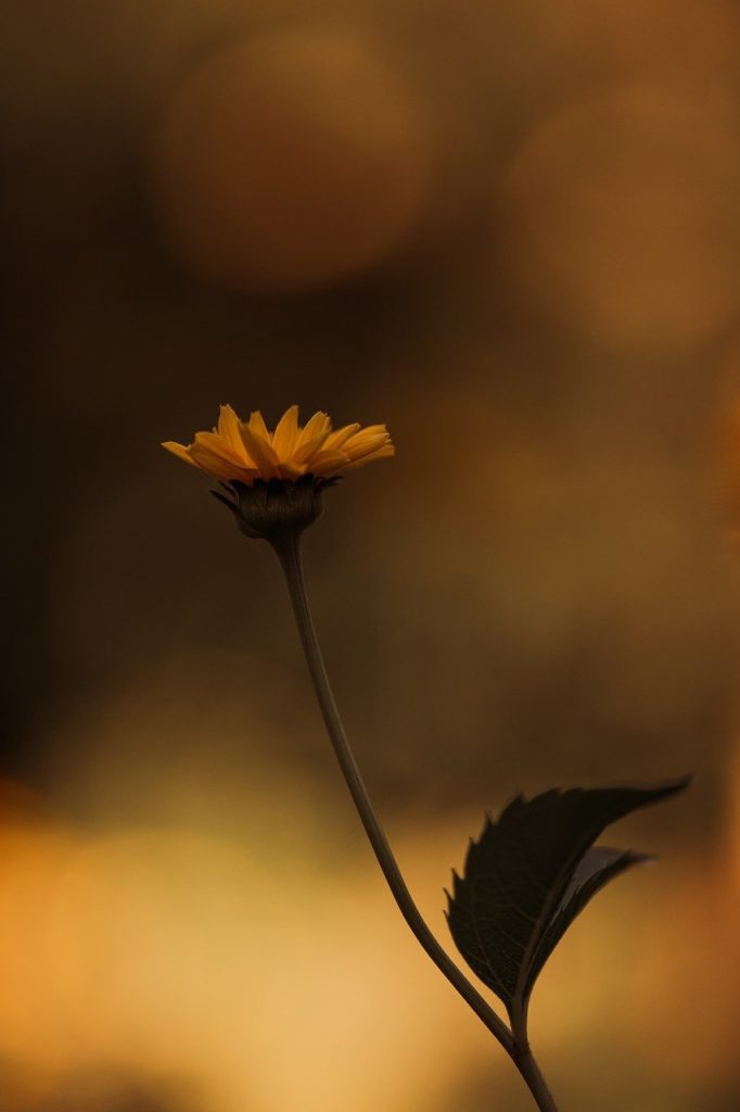 yellow flower, flower, blossom-7315796.jpg